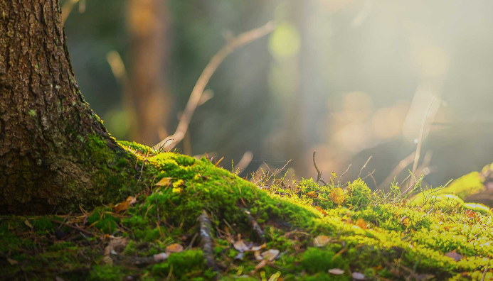 Técnico Auxiliar En Gestión, Protección Y Conservación De Espacios Naturales